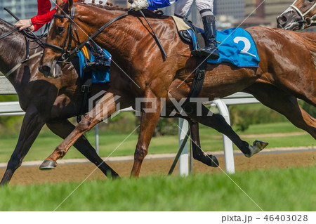 Horses Racing Closeup Animal Action 46403028