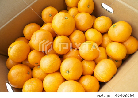 産地直送箱入りみかん 46403064