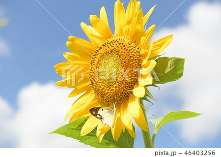 青い空とひまわりの花 青い空とひまわりの花 46403256
