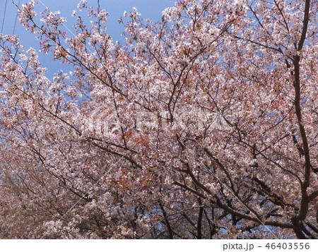 桜 46403556