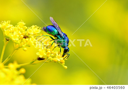 オオセイボウ 46403560