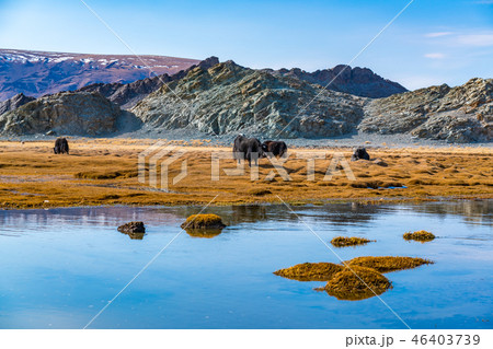 Mongolian cattle grazing on the pasture Mongolian cattle grazing on the pasture 46403739