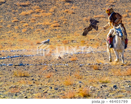 Mongolian golden eagle hunter 46403799
