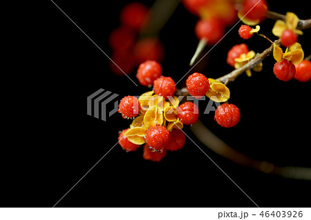 露に濡れるツルウメモドキ 46403926