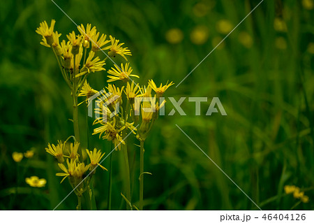 サワオグルマ 46404126