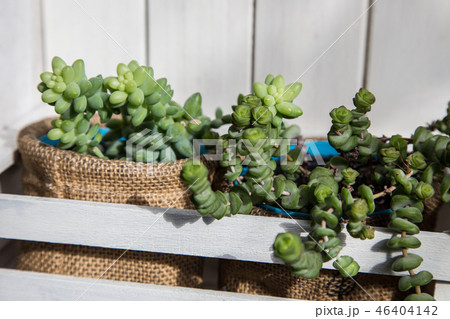 多肉植物と白い板壁 46404142