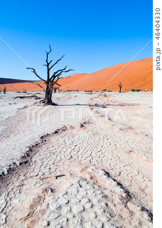 Dead camel thorn trees in Deadvlei dry pan with cracked soil in the middle of Namib Desert red dunes Dead camel thorn trees in Deadvlei dry pan with cracked soil in the middle of Namib Desert red dunes 46404330