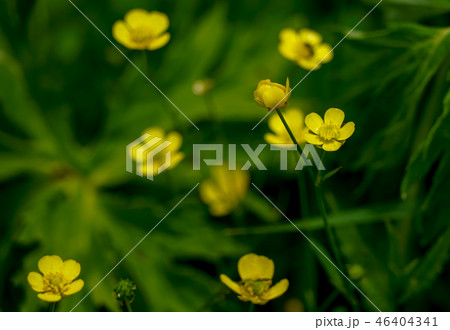 ウマノアシガタ 46404341