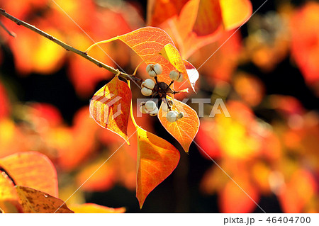 ナンキンハゼ紅葉 46404700