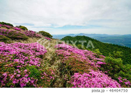 猟師岳 ミヤマキリシマ 猟師岳 ミヤマキリシマ 46404750