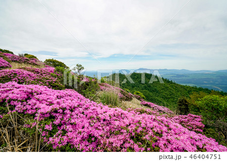 猟師岳 ミヤマキリシマ 猟師岳 ミヤマキリシマ 46404751