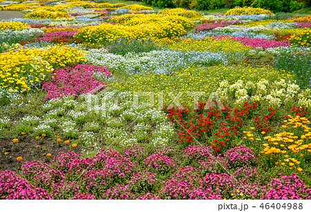 花畑 花公園 花畑 花公園 46404988