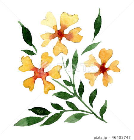 Yellow orange floral botanical flower. Watercolor background illustration set. Isolated ornament 46405742