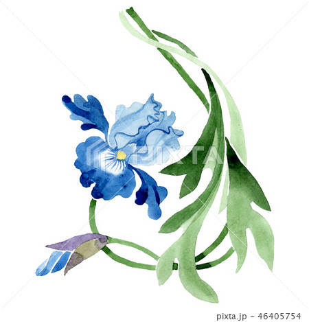 Blue iris. Floral botanical flower. Watercolor background illustration set. solated ornament 46405754