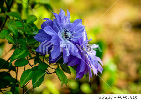 八重咲　クレマチス 46405810