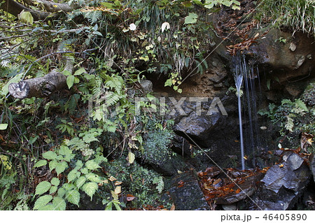 紅葉の谷川岳「ブナのしずく」にて 46405890