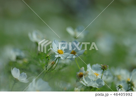 アキザクラ コスモ コスモス 46405992