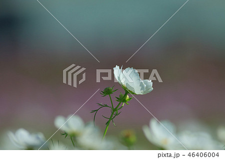 アキザクラ コスモ コスモス 46406004