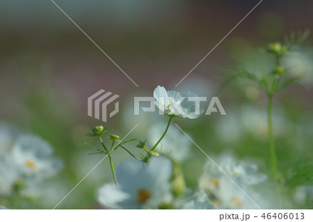 アキザクラ コスモ コスモス 46406013