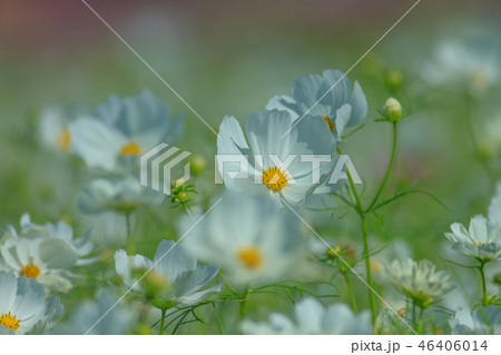 アキザクラ コスモ コスモス 46406014