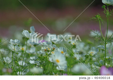 アキザクラ コスモ コスモス 46406018