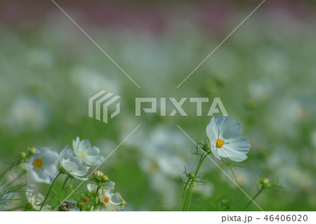アキザクラ コスモ コスモス 46406020