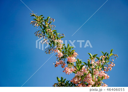 エゴピンクチャイム 46406055