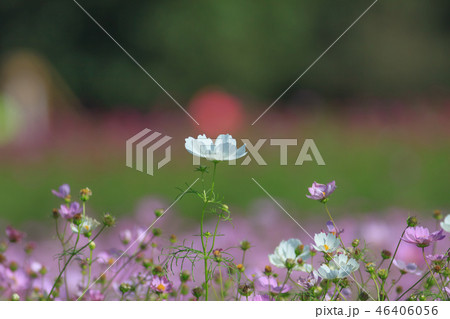 アキザクラ コスモ コスモス 46406056