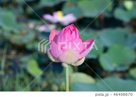 The pink lotus is in the leaf. The pink lotus is in the leaf. 46406670