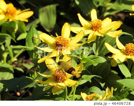 オオスカシバ/日比谷公園 オオスカシバ/日比谷公園 46406728