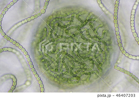 生物模様 生物模様 46407203