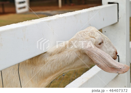 Goat in the zoo Goat in the zoo 46407372
