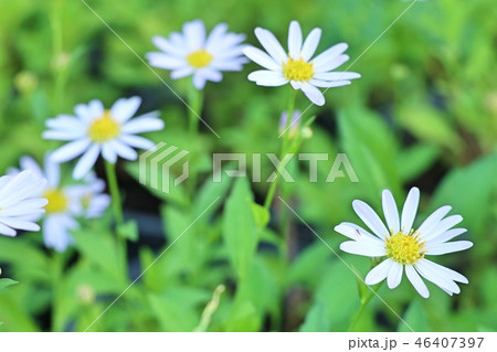 Diasy flower in tropical 46407397