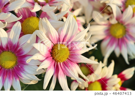 Chrysanthemum flower in tropical 46407413