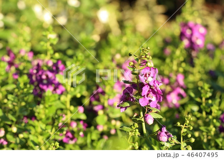 forget me not flowers in tropical forget me not flowers in tropical 46407495