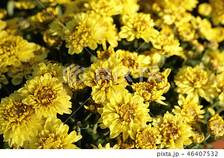Chrysanthemum flower in tropical 46407532
