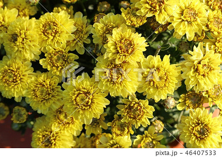 Chrysanthemum flower in tropical 46407533