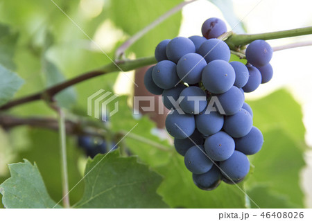 bunch of grapes 46408026