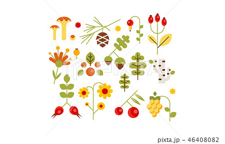Collection of forest design elements, botanic signs, herbs, mushrooms, berries, tree leaves, flowers 46408082