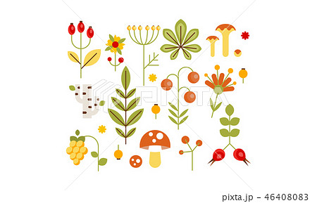 Collection of forest design elements, herbs, mushrooms, berries, tree leaves, flowers vector 46408083