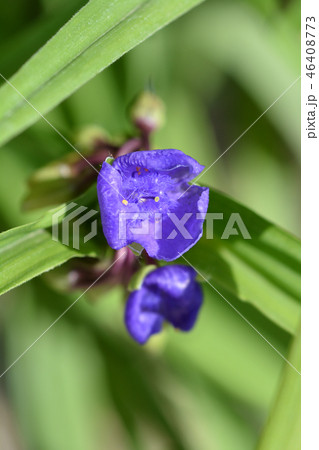 Spiderwort flower 46408773