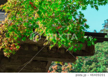 寺院とモミジ 46409201