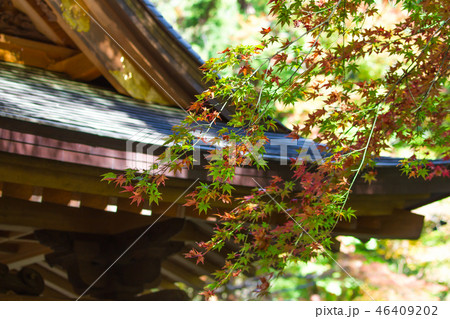 寺院とモミジ 46409202