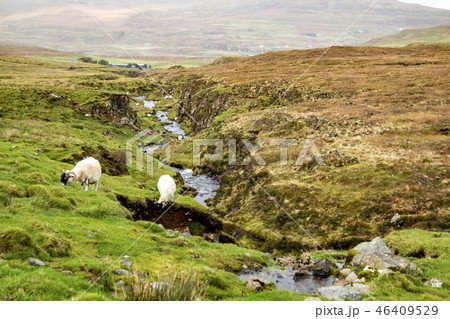 Sheep grazing along a ditch in the scottish highlands. Sheep grazing along a ditch in the scottish highlands. 46409529