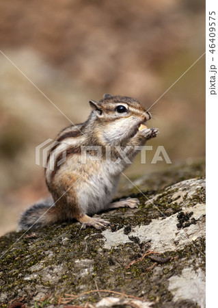 動物 げっ歯類 自然 46409575