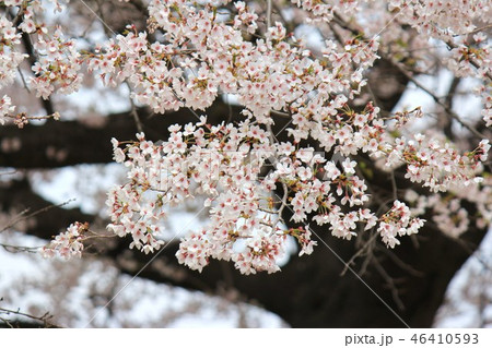 桜 桜 46410593
