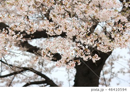 桜 桜 46410594