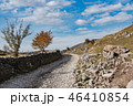 Remote rural road trough traditional pasture  46410854