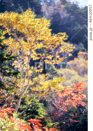 紅葉と輝き 紅葉と輝き 46410957