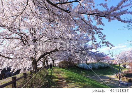 会津大学の桜 46411357